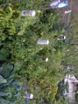 /album/from-the-allotment-to-plate/east-hertfordshire-20110811-00025-jpg/